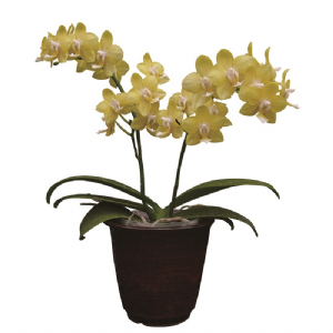 Younghome Golden Pixie